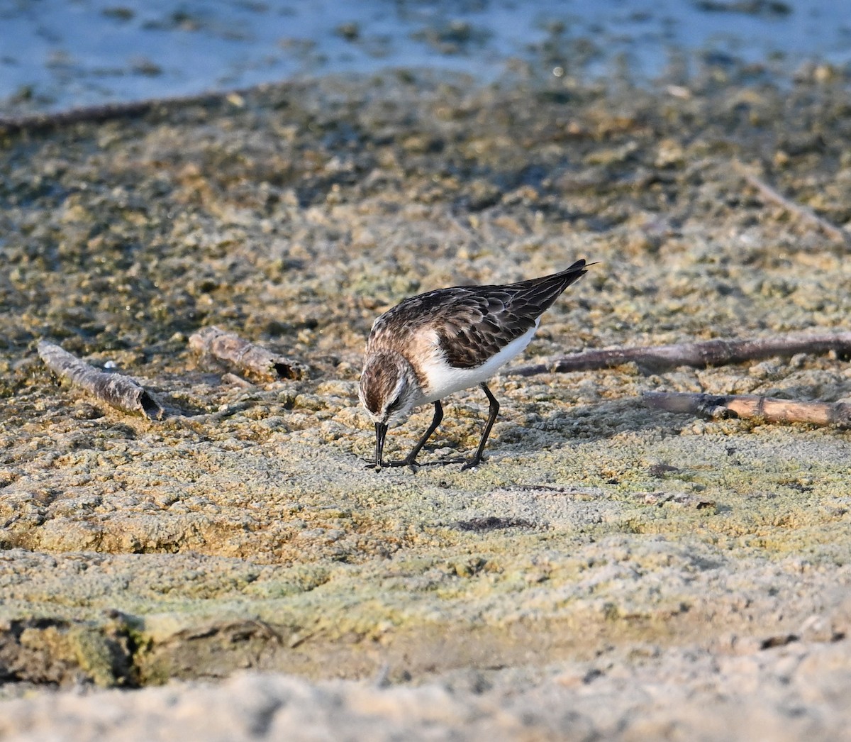 Bécasseau minute - ML646234432