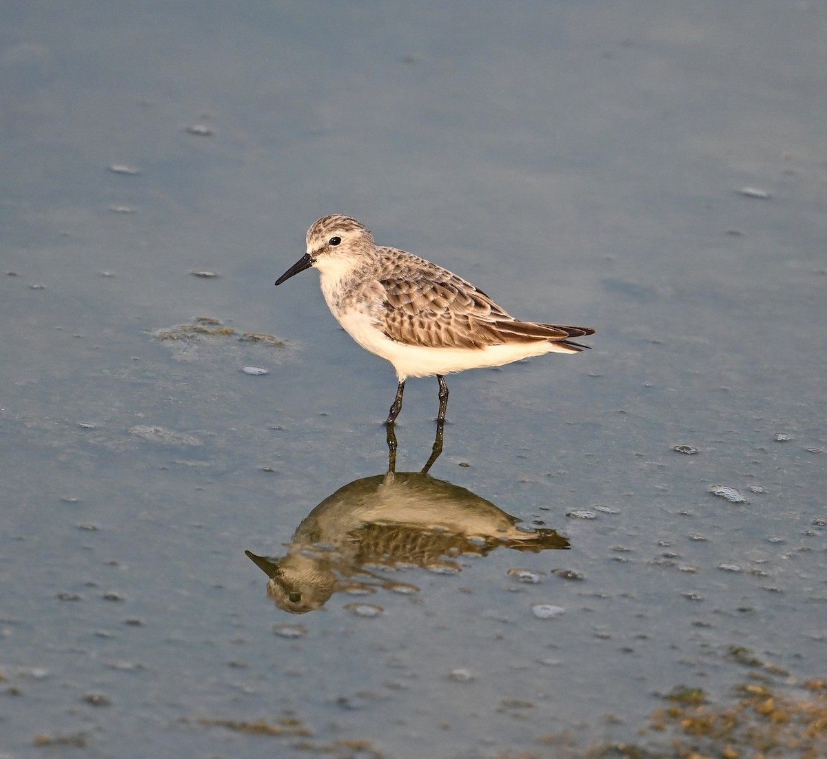 Bécasseau minute - ML646234433