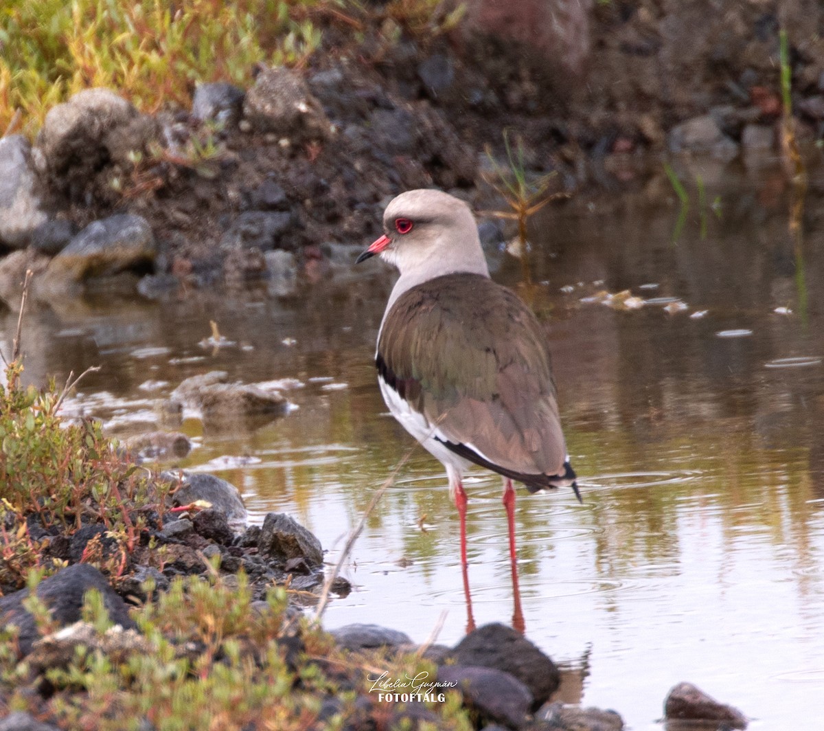 Vanneau des Andes - ML646234435