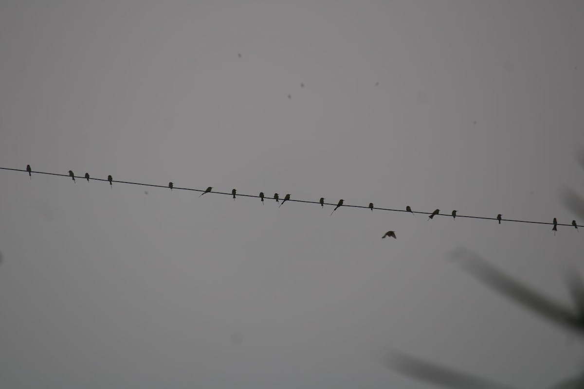 Guêpier d'Orient - ML646234437