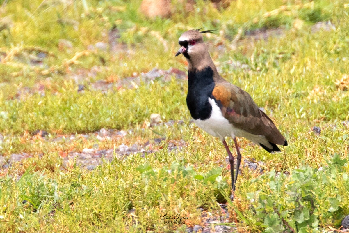 Vanneau des Andes - ML646234439