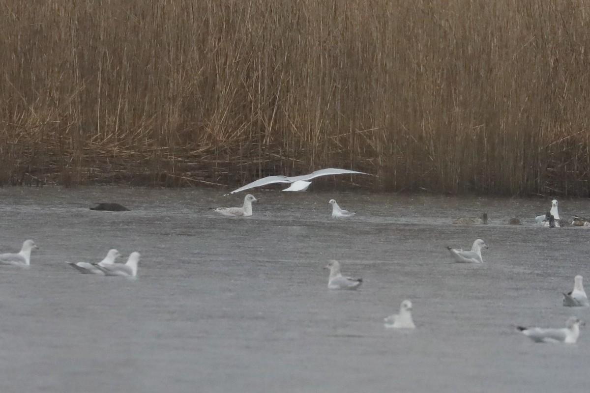 Mouette de Bonaparte - ML646234440