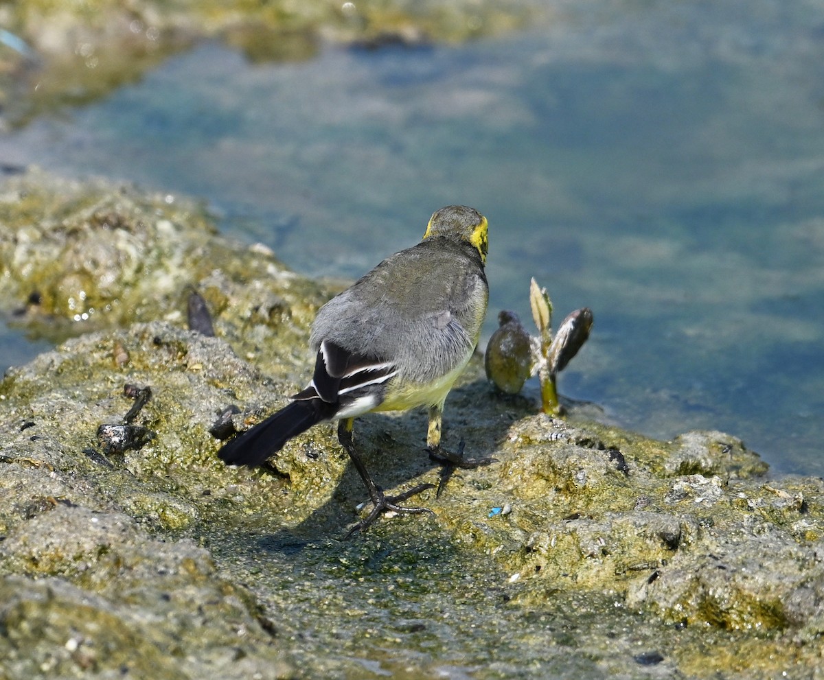 Bergeronnette citrine (citreola/werae) - ML646234442