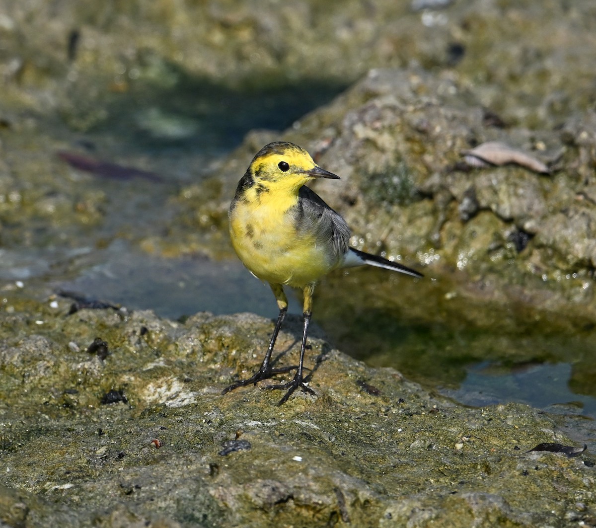 Bergeronnette citrine (citreola/werae) - ML646234443