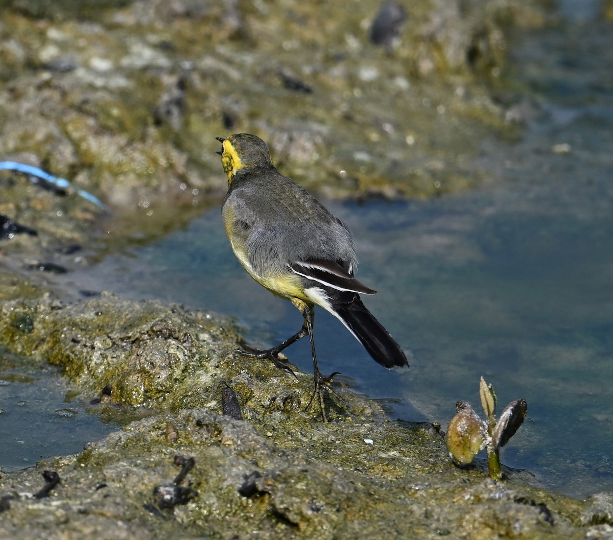 Bergeronnette citrine (citreola/werae) - ML646234444