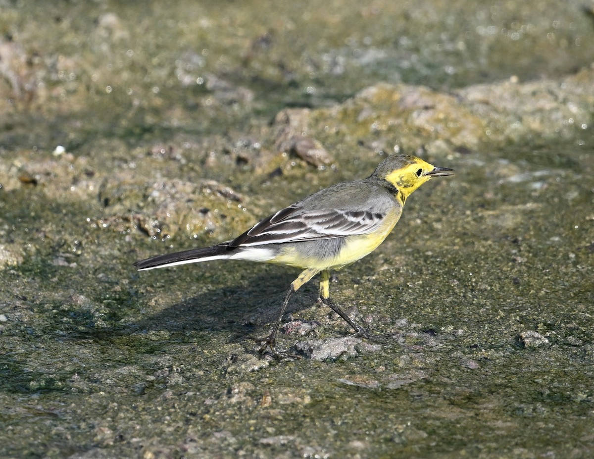 Bergeronnette citrine (citreola/werae) - ML646234445