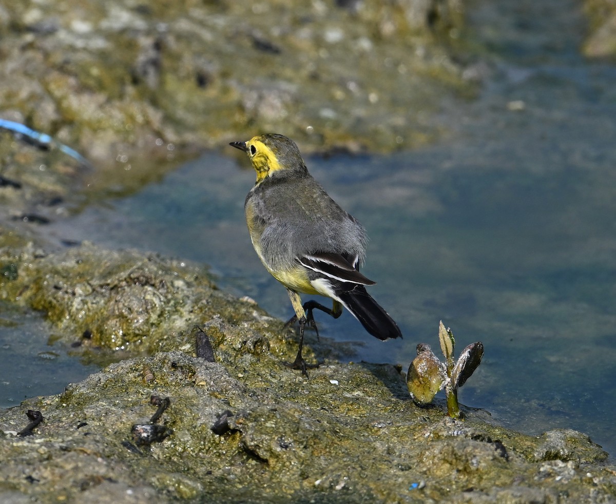 Bergeronnette citrine (citreola/werae) - ML646234446