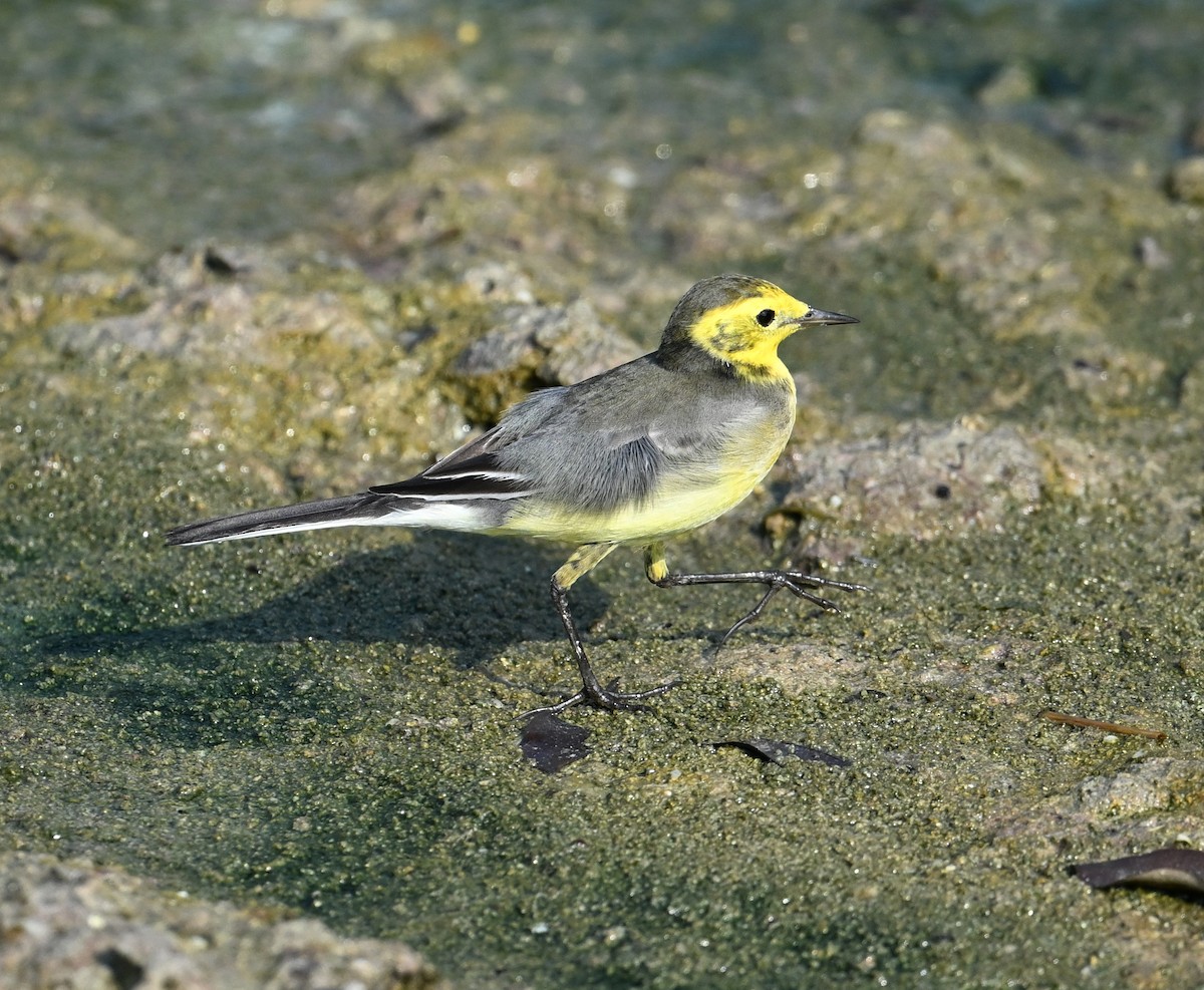 Bergeronnette citrine (citreola/werae) - ML646234447