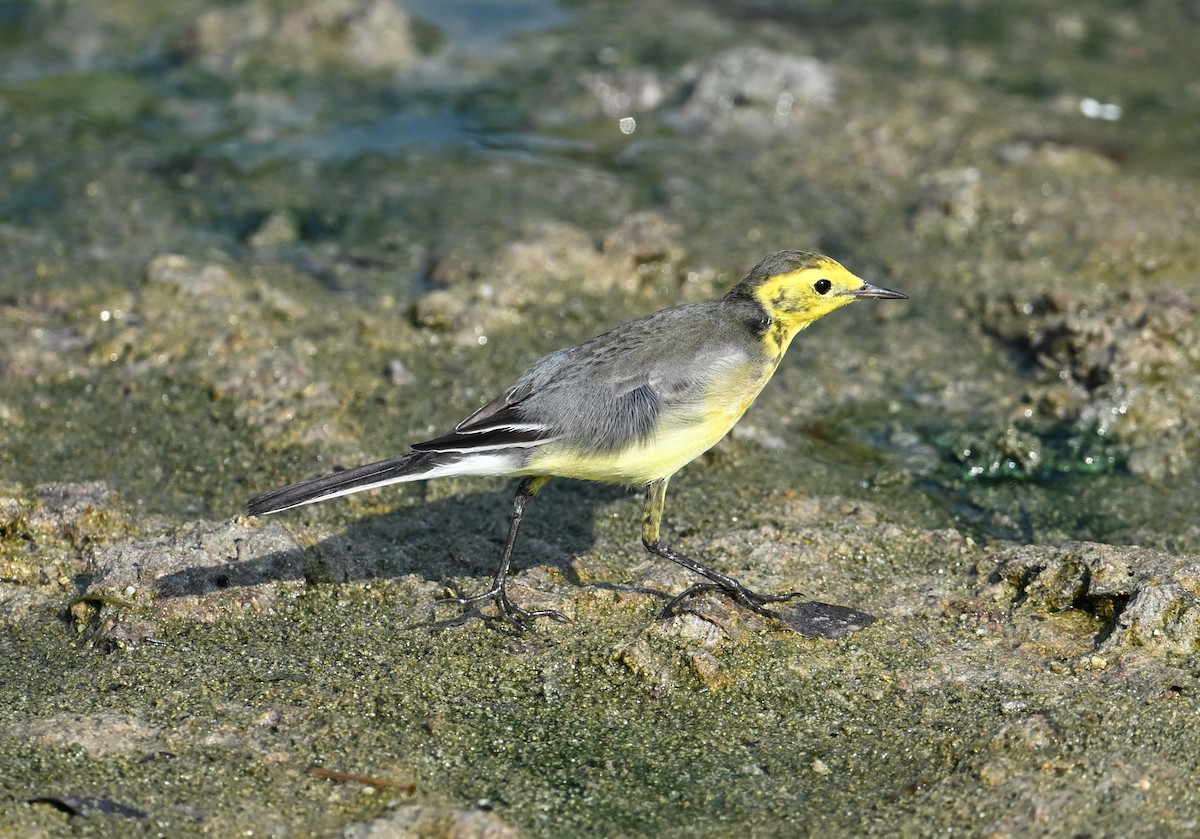 Bergeronnette citrine (citreola/werae) - ML646234448