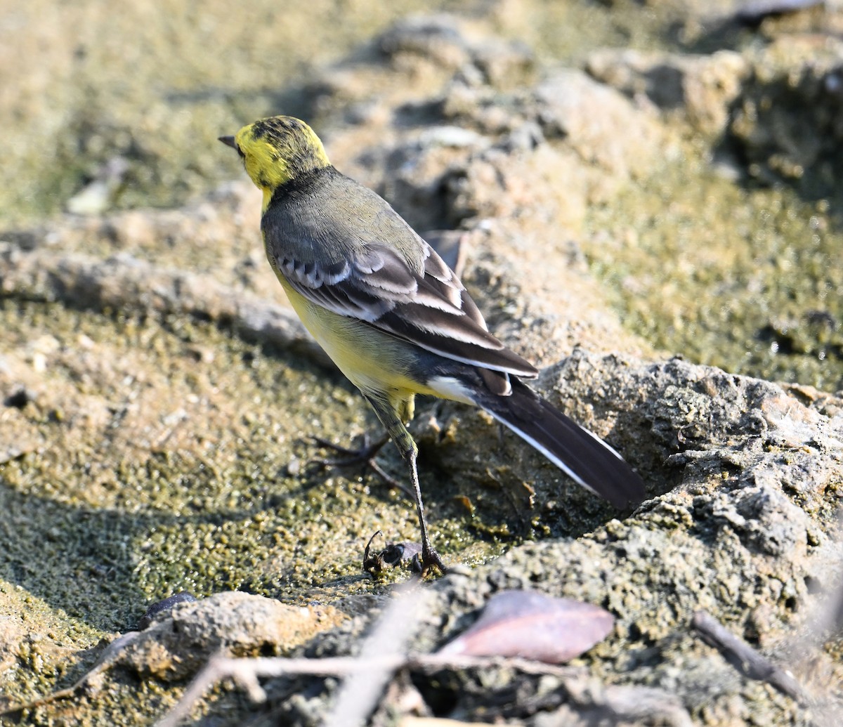 Bergeronnette citrine (citreola/werae) - ML646234449