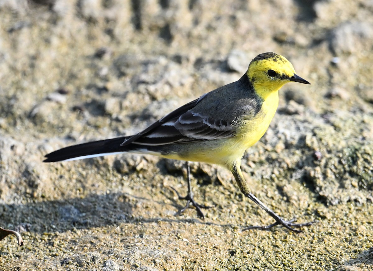 Bergeronnette citrine (citreola/werae) - ML646234450