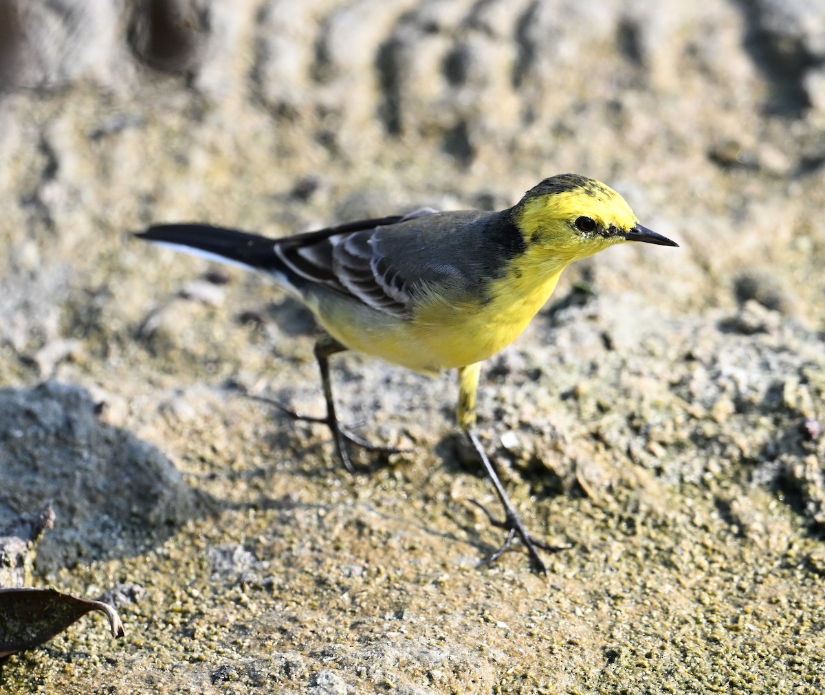 Bergeronnette citrine (citreola/werae) - ML646234451