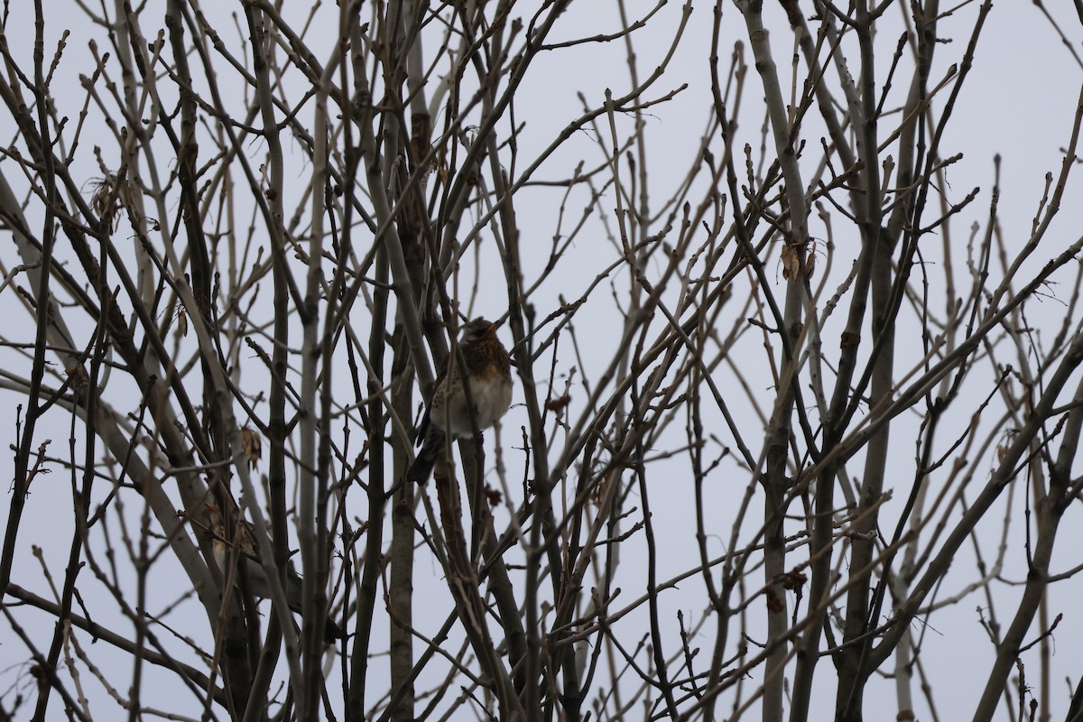 Grive litorne - ML646234452