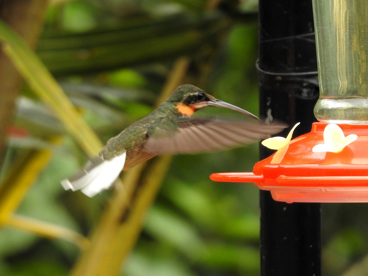 Ermite à queue blanche - ML646234455