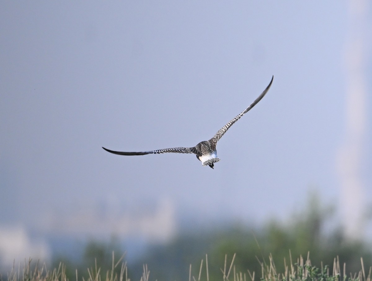 Pluvier argenté - ML646234456