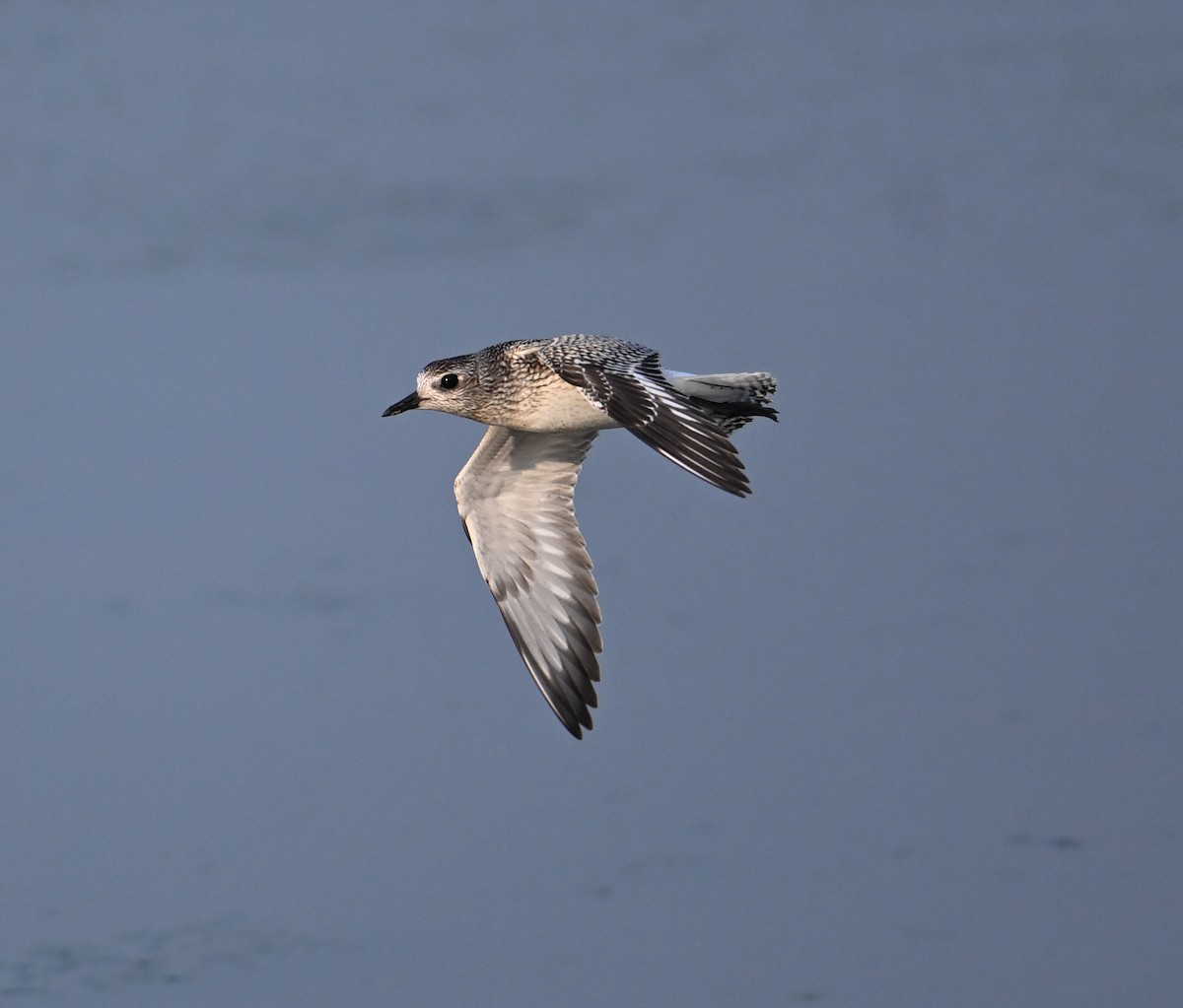 Pluvier argenté - ML646234459