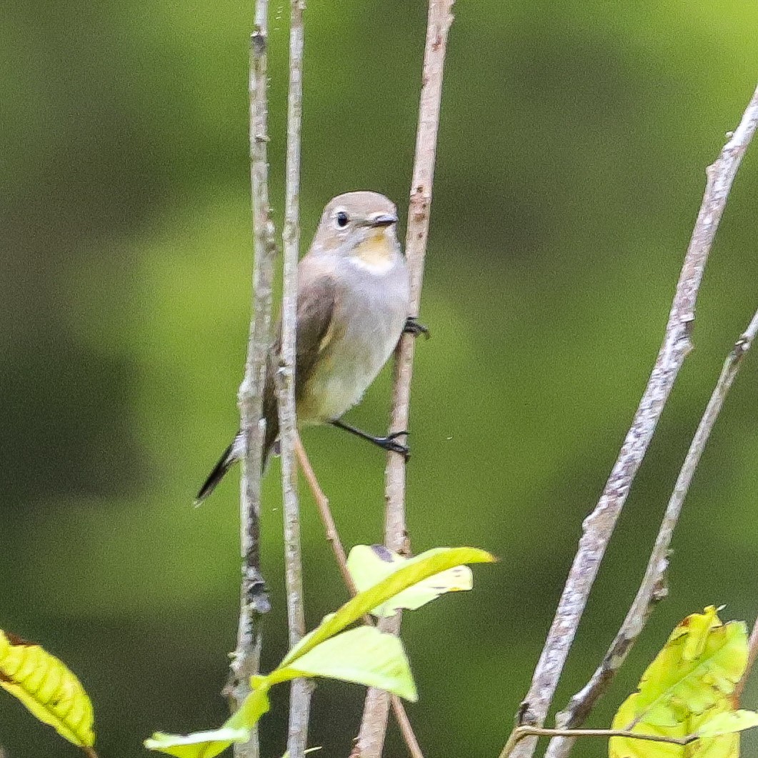 Gobemouche de la taïga - ML646234464