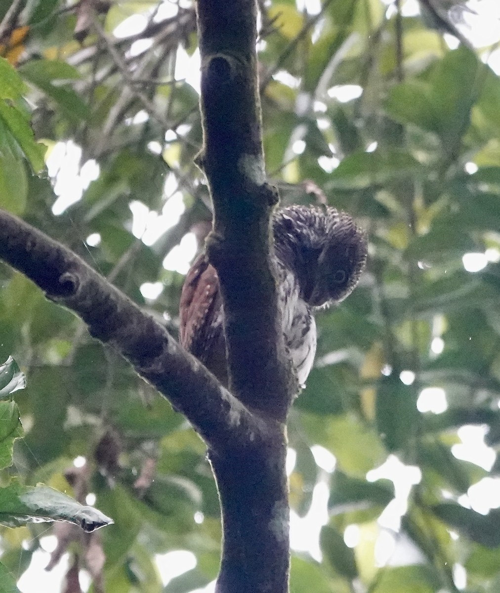 Chevêchette à dos marron - ML646234465