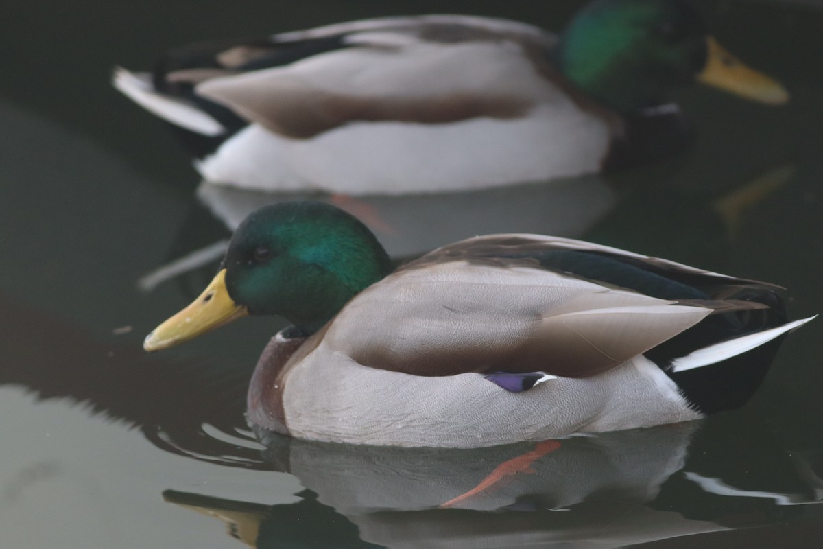 Mallard - ML646234466