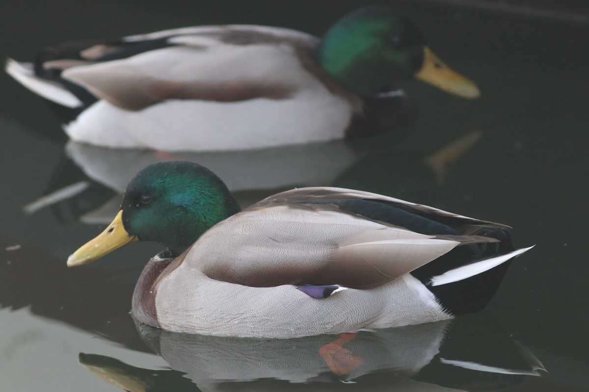 Mallard - ML646234467