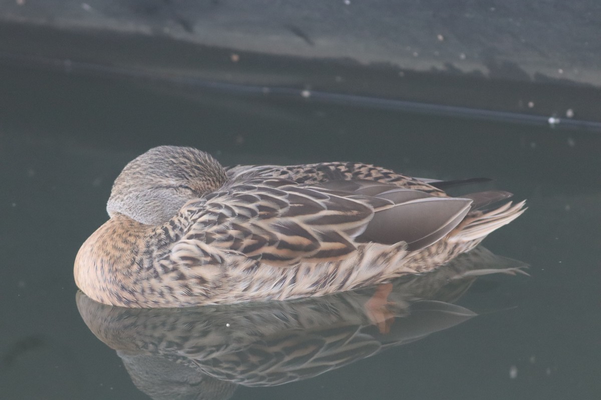 Mallard - ML646234468