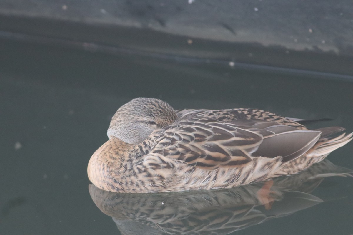 Mallard - ML646234469