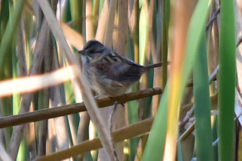 Swamp Sparrow - ML646234476