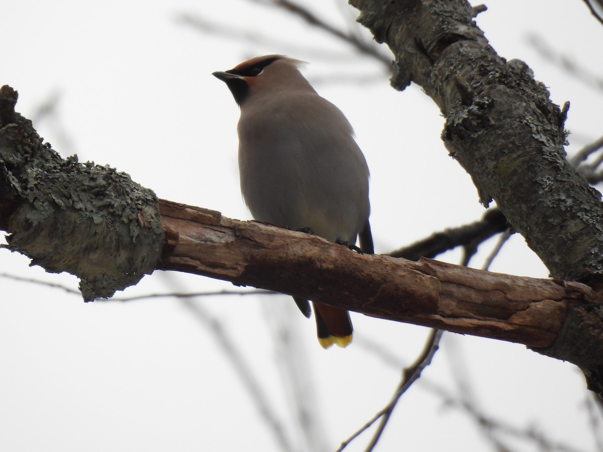 Bohemian Waxwing - ML646234480