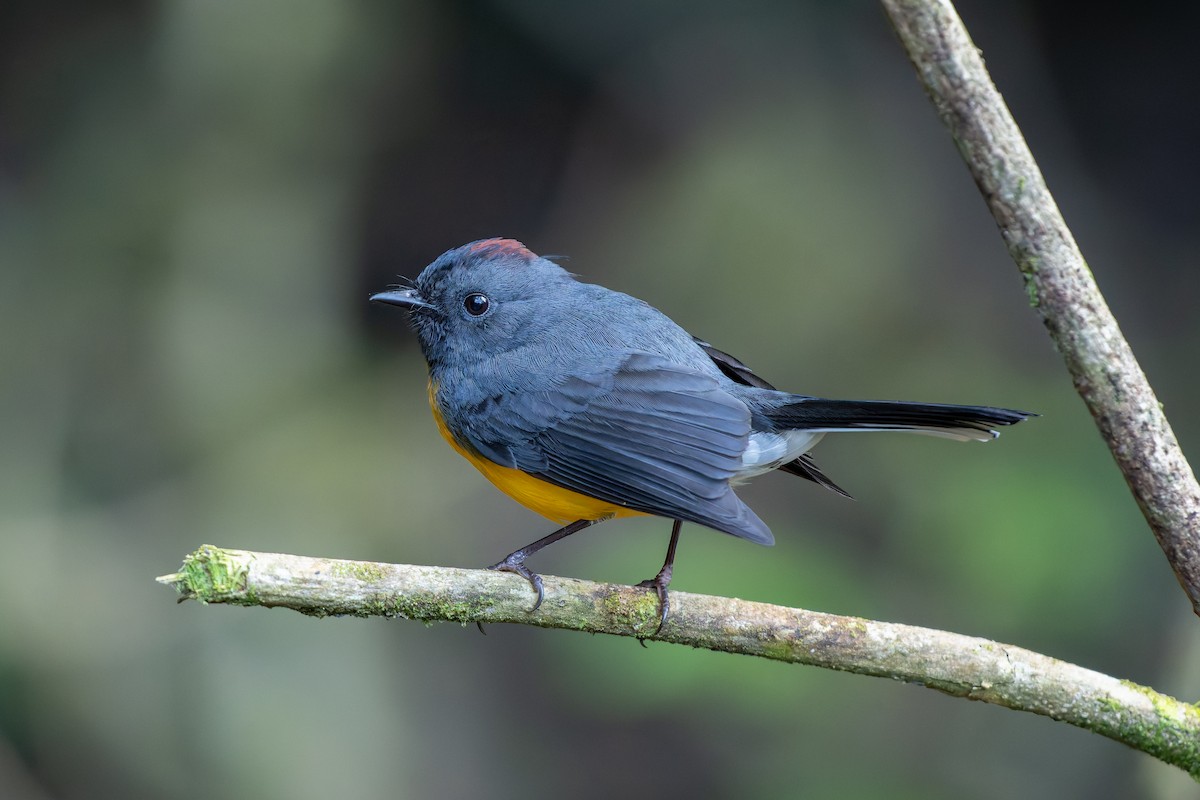 Slate-throated Redstart - ML646234481