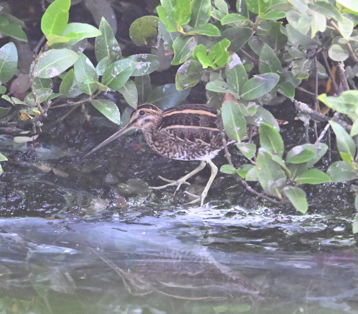 חרטומית ביצות - ML646234491