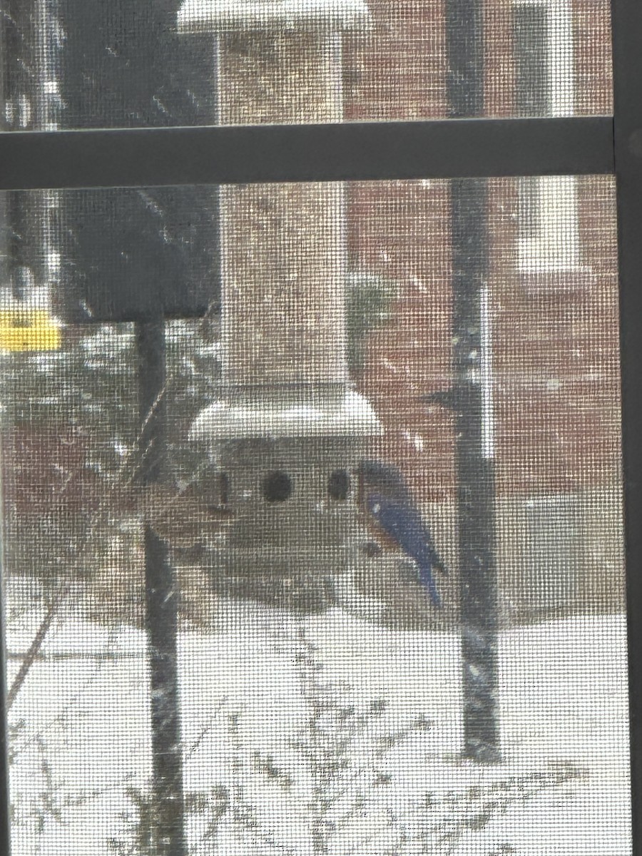 Eastern Bluebird - ML646234507