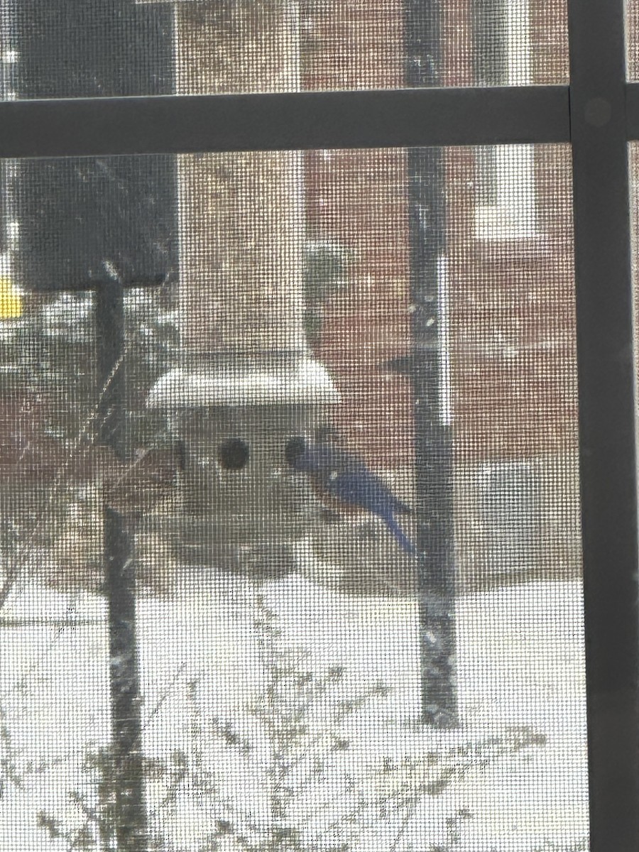 Eastern Bluebird - ML646234508