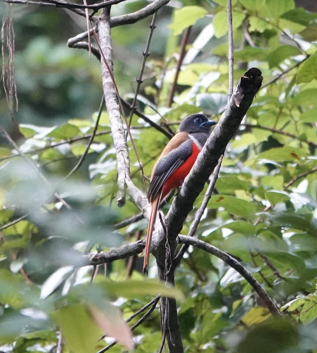 Malabar Trogon - ML646234515
