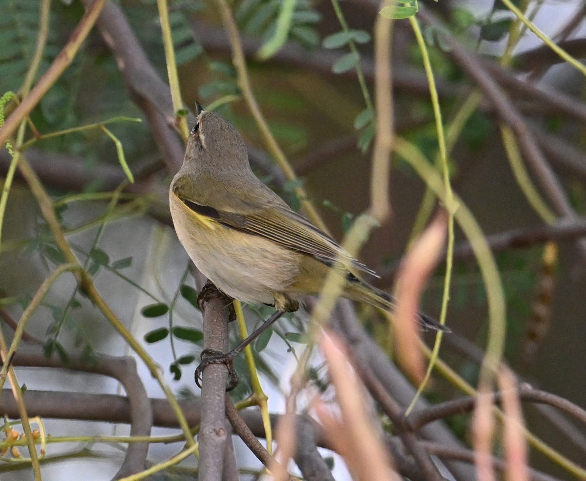 Common Chiffchaff (Common) - ML646234516