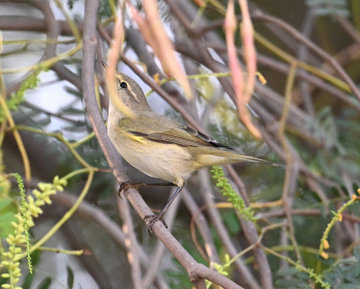 Common Chiffchaff (Common) - ML646234517