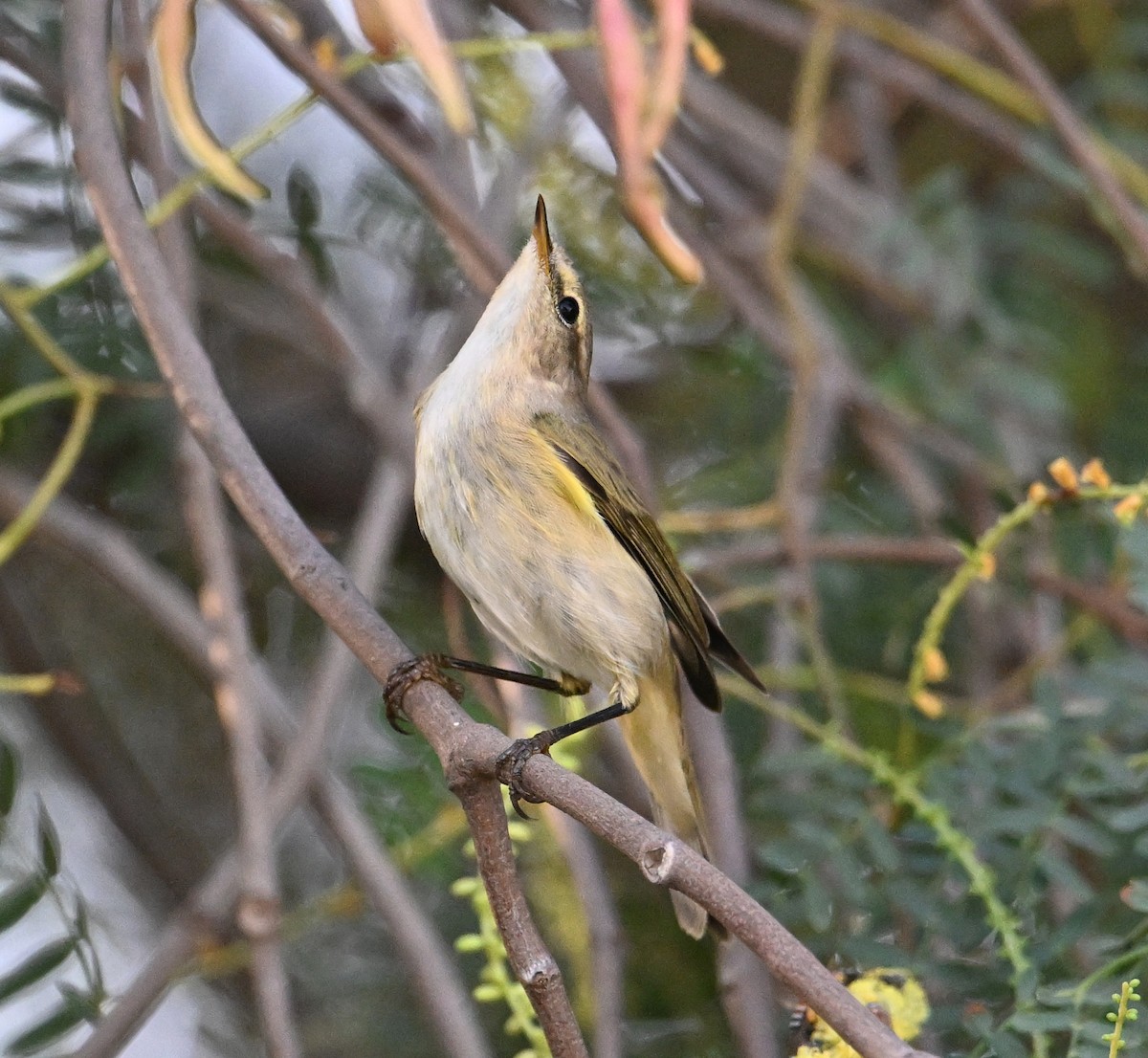 Common Chiffchaff (Common) - ML646234518