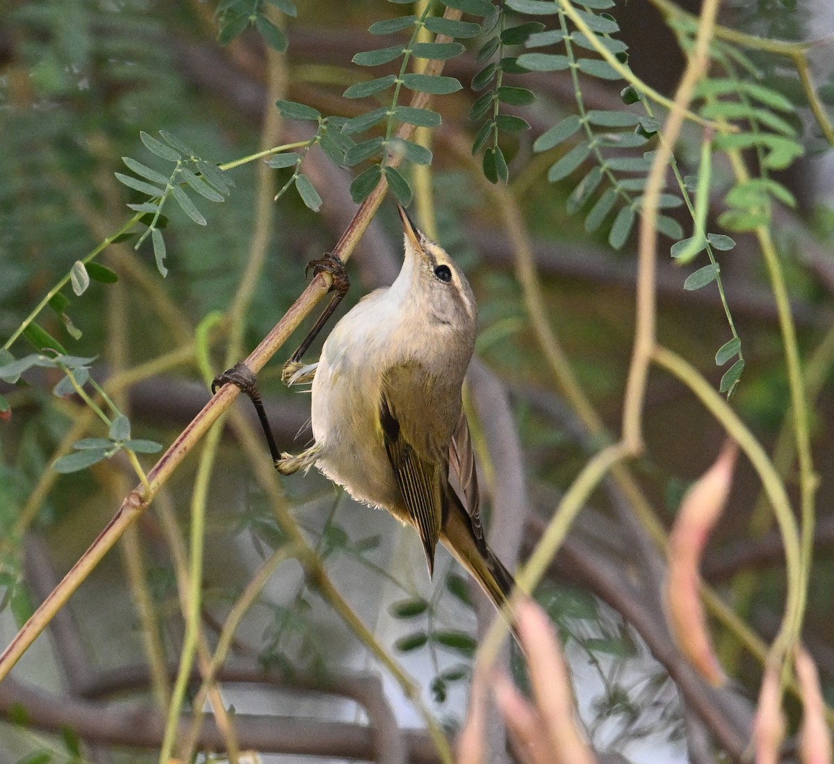 Common Chiffchaff (Common) - ML646234519