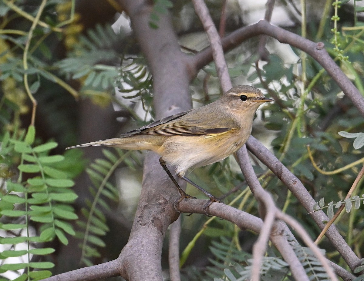 Common Chiffchaff (Common) - ML646234520