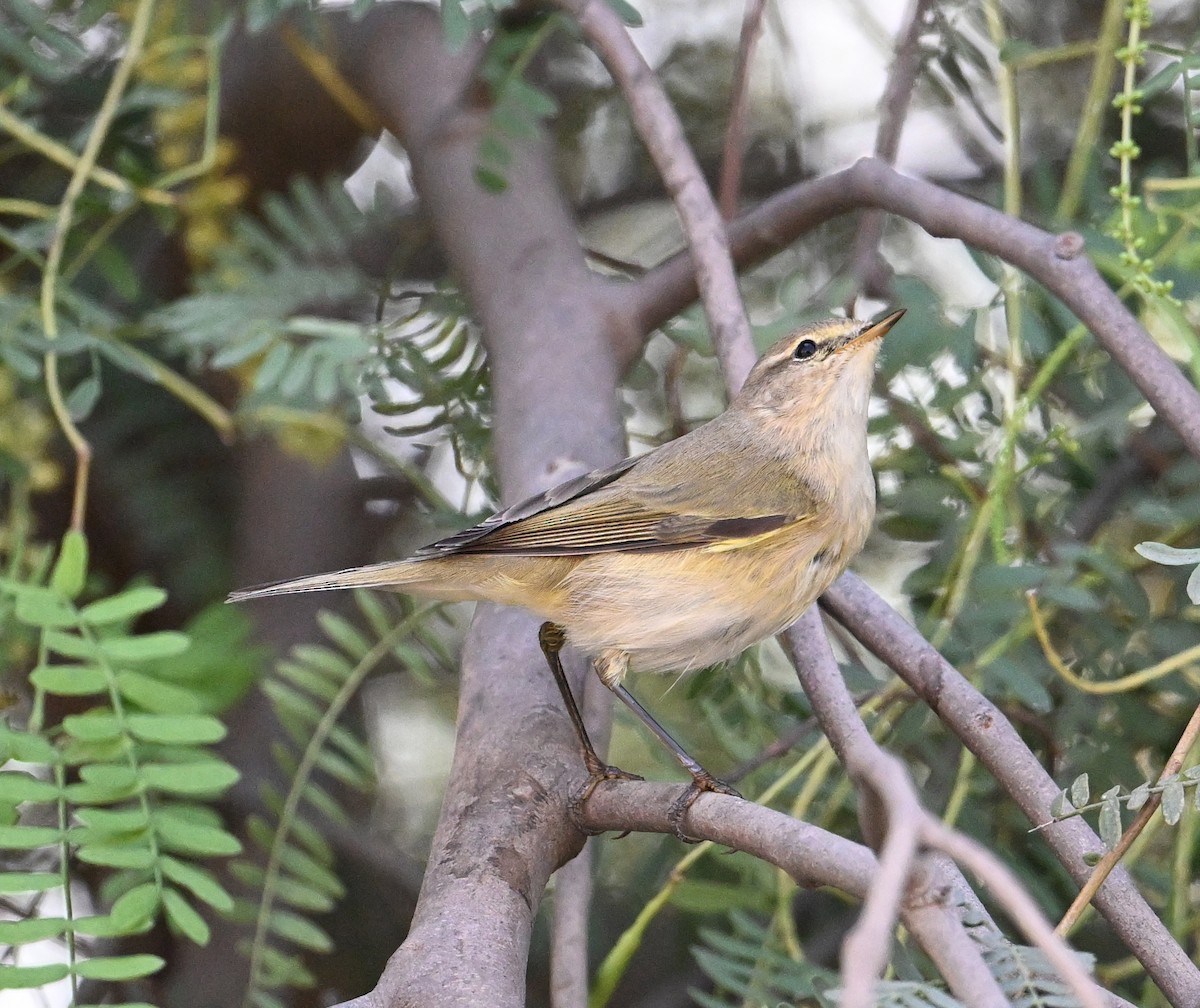 Common Chiffchaff (Common) - ML646234521