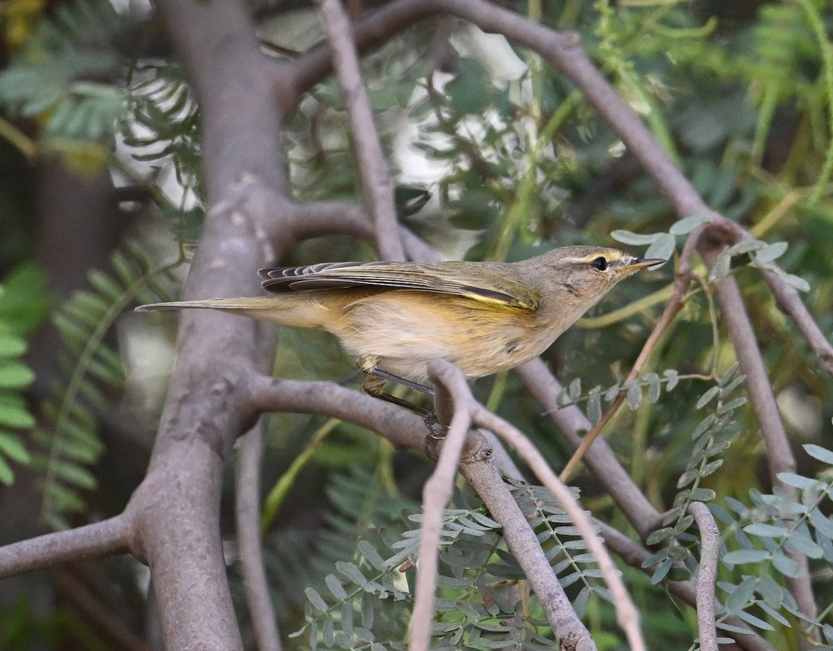 Common Chiffchaff (Common) - ML646234522