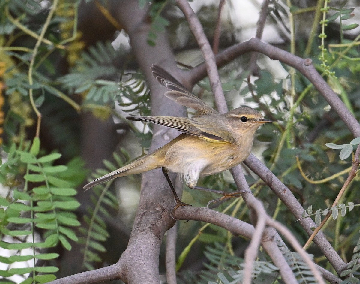 Common Chiffchaff (Common) - ML646234523