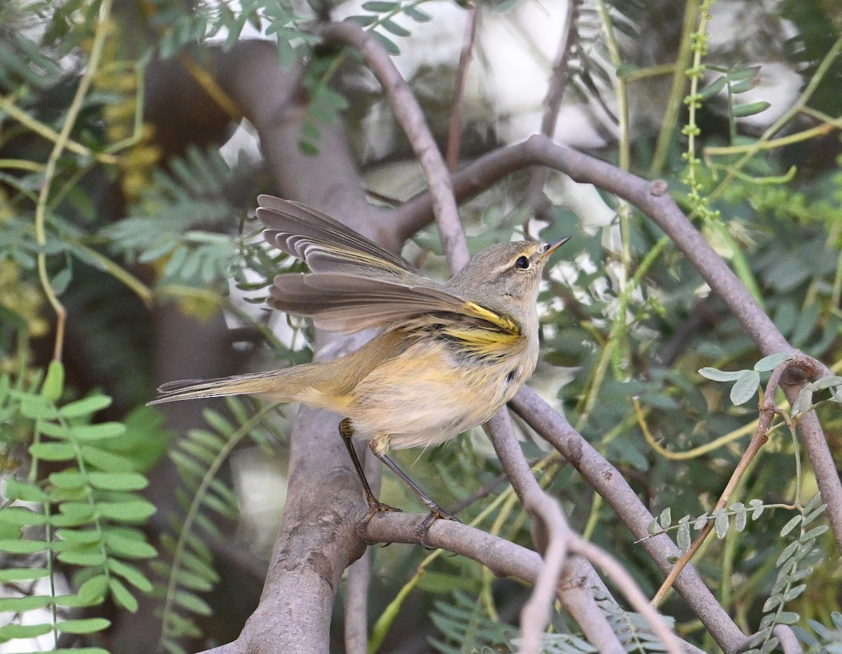 Common Chiffchaff (Common) - ML646234524