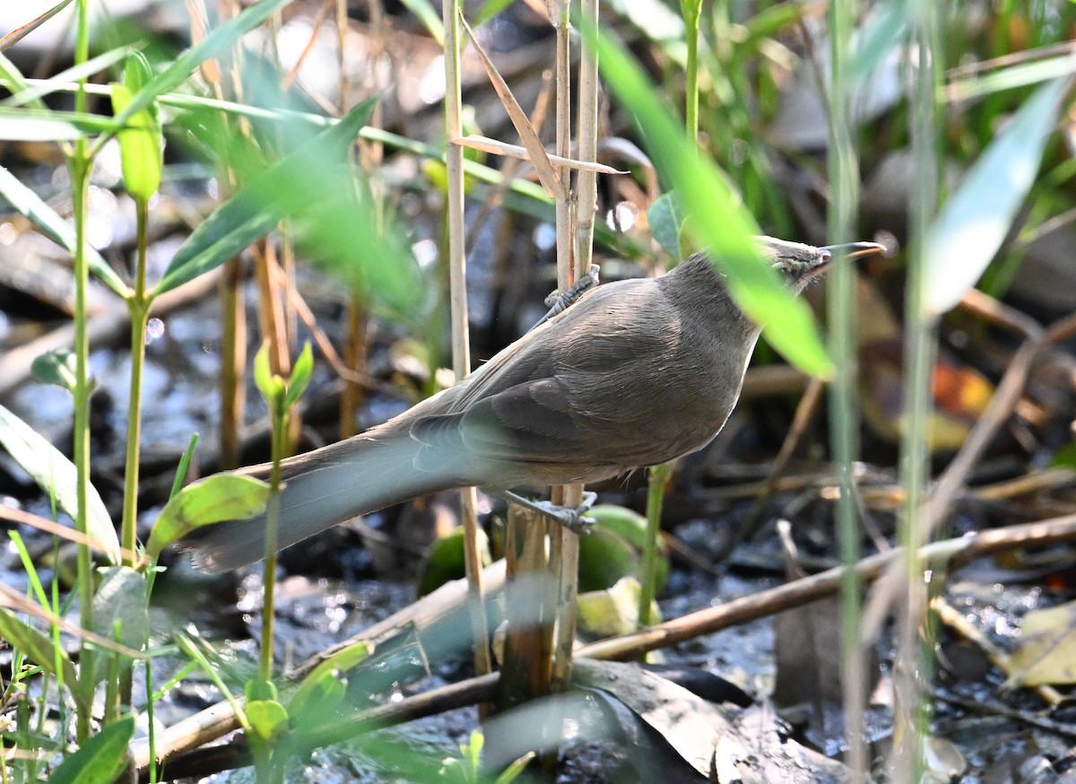 Clamorous Reed Warbler - ML646234525