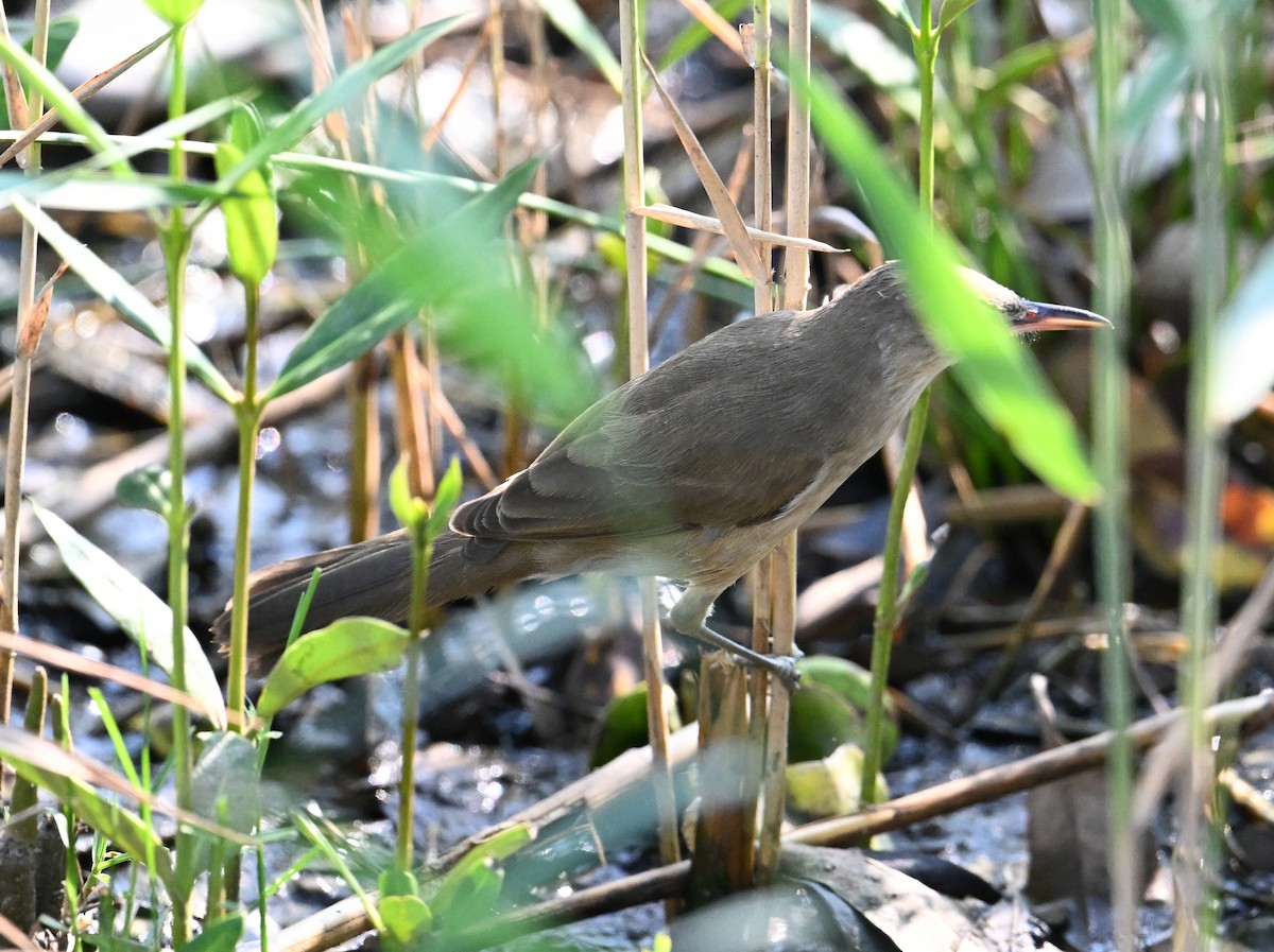 Clamorous Reed Warbler - ML646234526