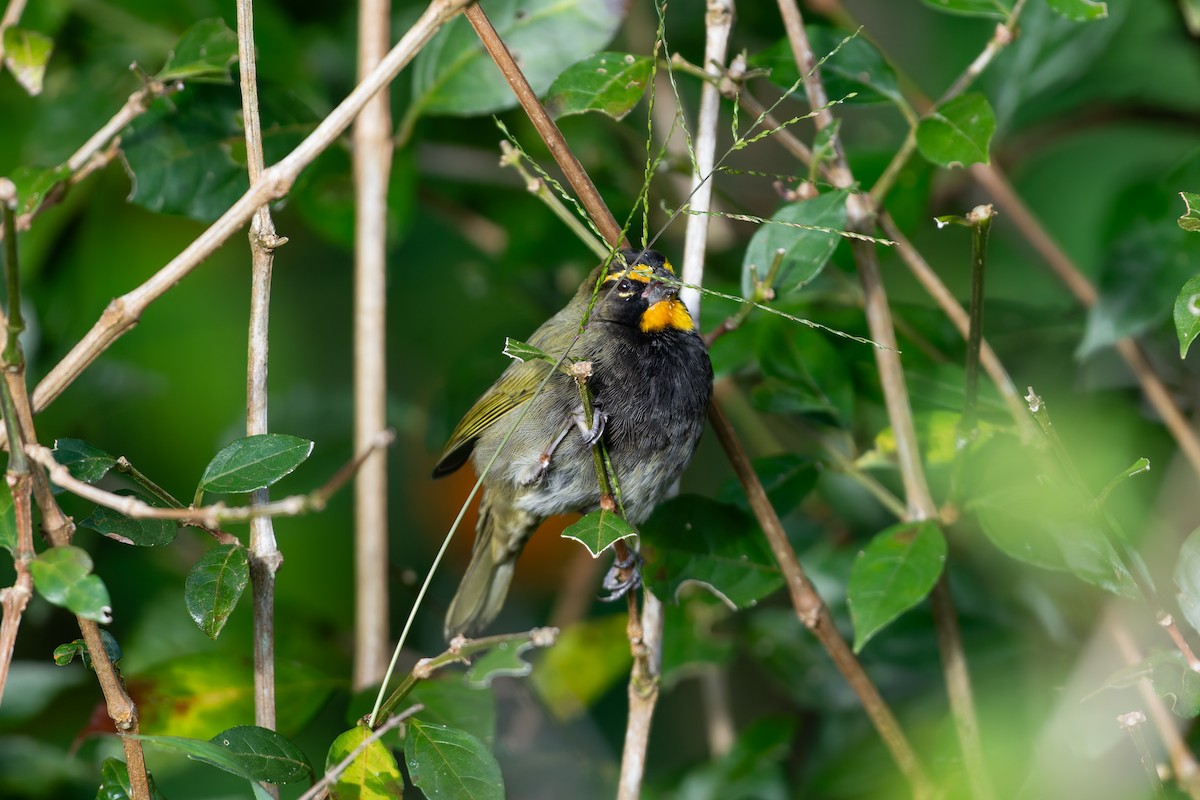 Yellow-faced Grassquit - ML646234528