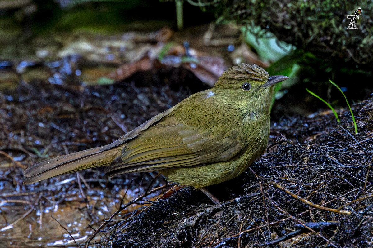 Cachar Bulbul - ML646234529