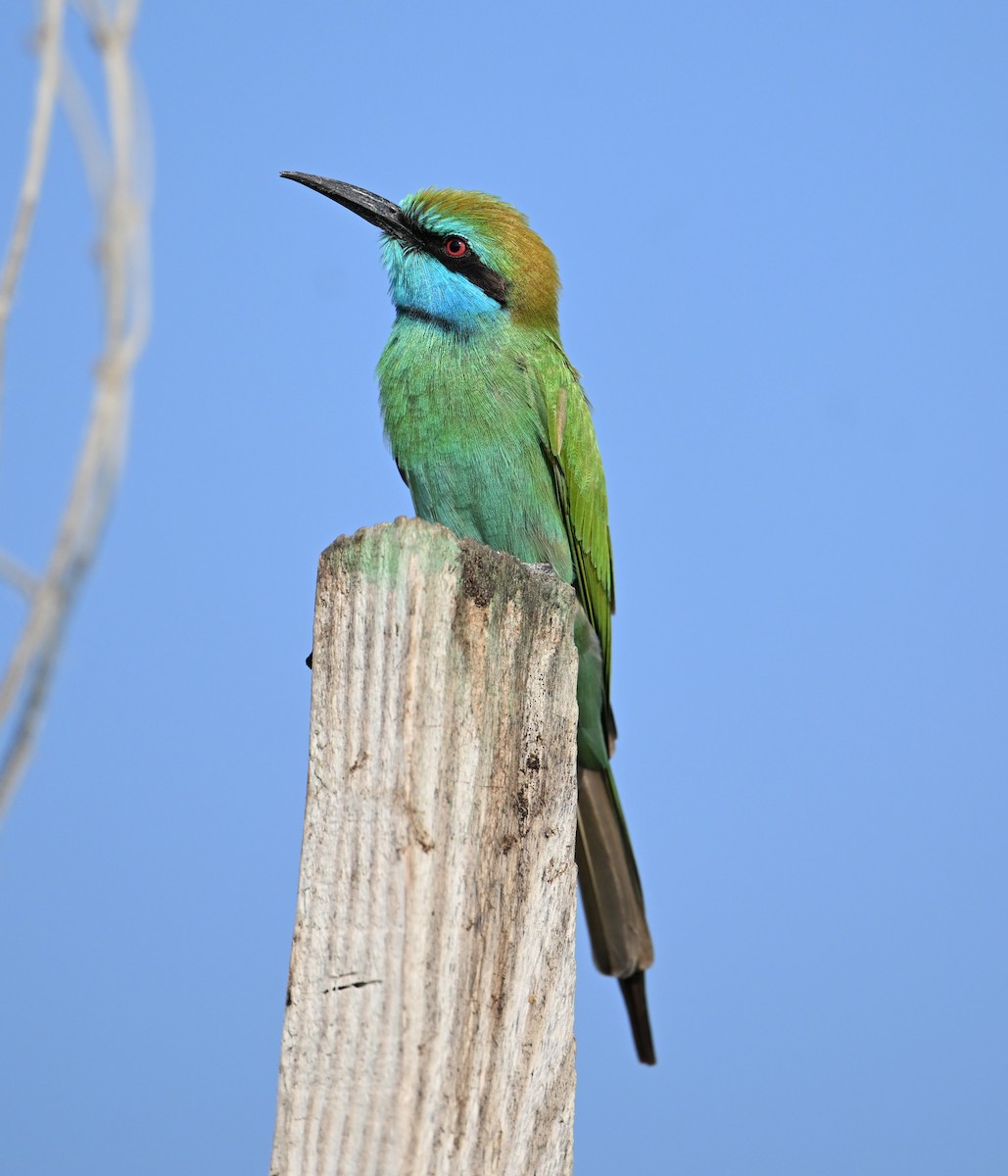 Arabian Green Bee-eater - ML646234530