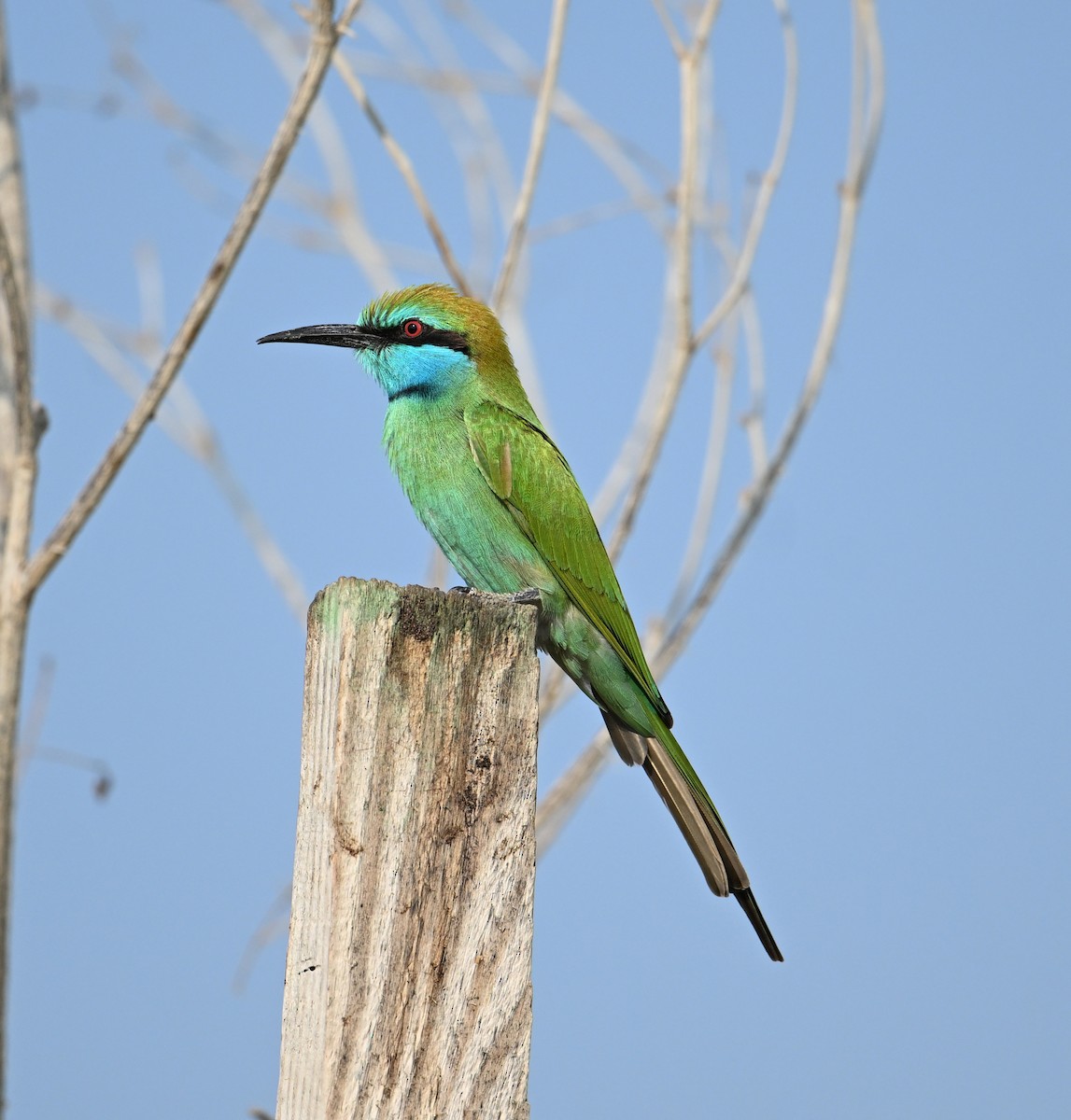 Arabian Green Bee-eater - ML646234531