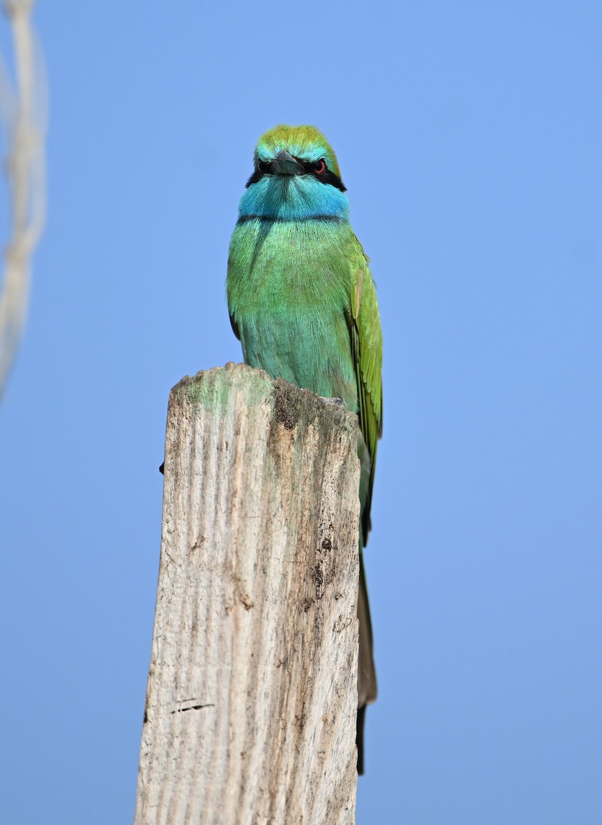 Arabian Green Bee-eater - ML646234532
