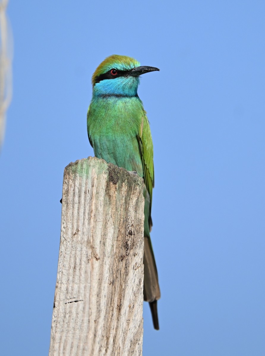 Arabian Green Bee-eater - ML646234533